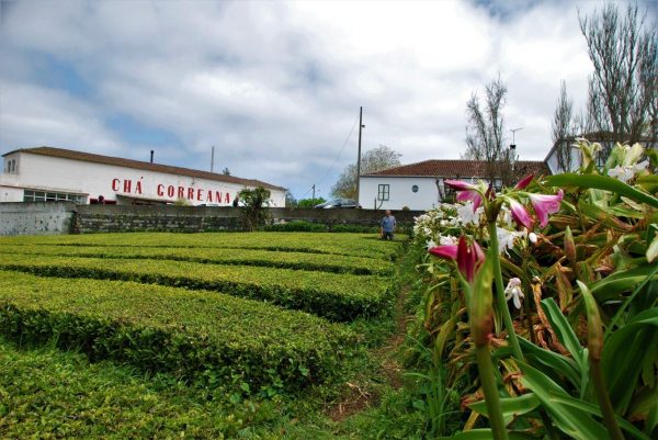 Teeanbau und -verarbeitung seit 1883