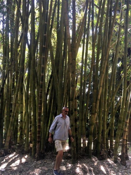 Banause im Bambuse